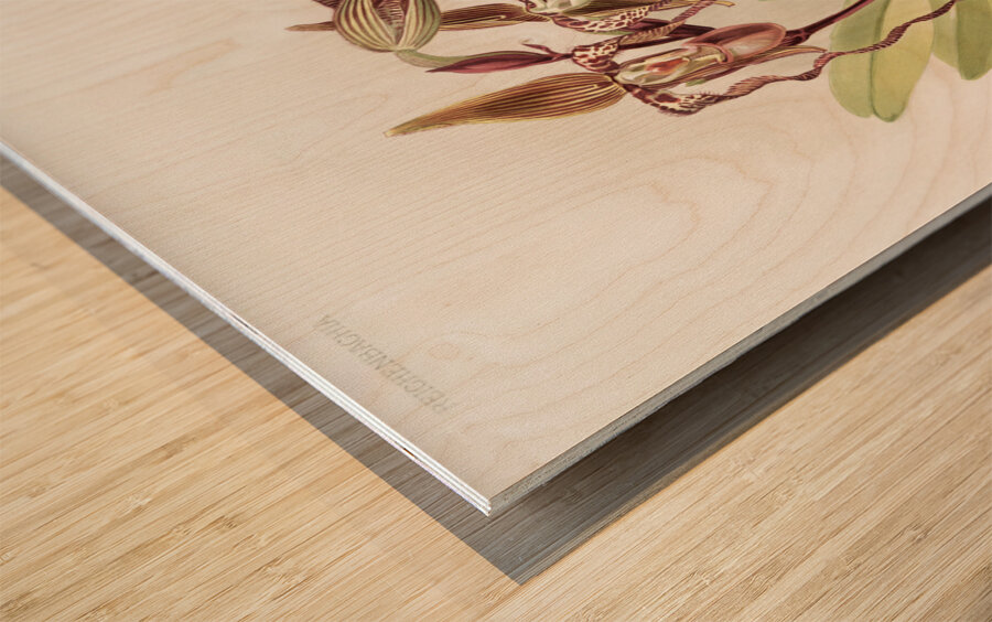 Cypripedium sanderianum from Reichenbachia Orchids 1888-1894 by Frederick Sander 1847-1920. Wood print