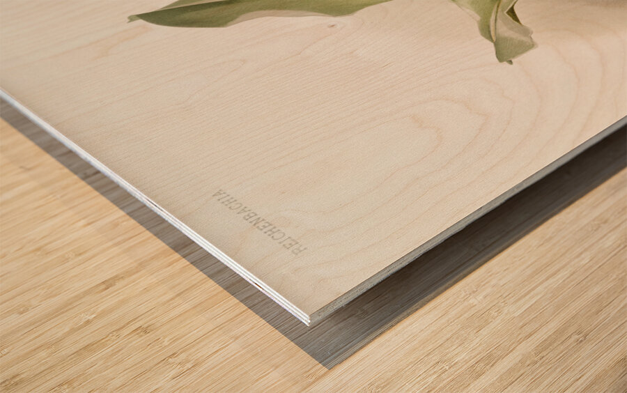 Trischopilia suavis alba from Reichenbachia Orchids 1888-1894 illustrated by Frederick Sander 1847-1920.  Wood print