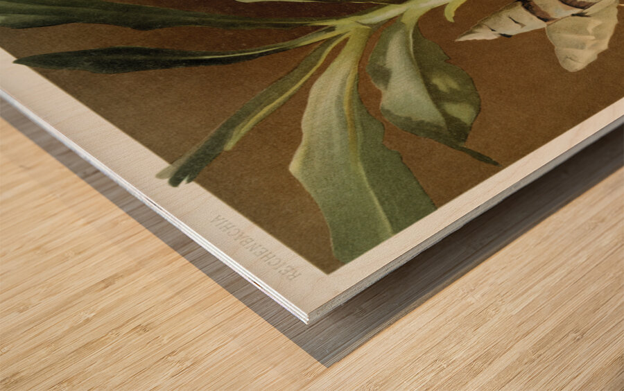 Catasetum bungerothii from Reichenbachia Orchids 1888-1894 illustrated by Frederick Sander 1847-1920.  Wood print