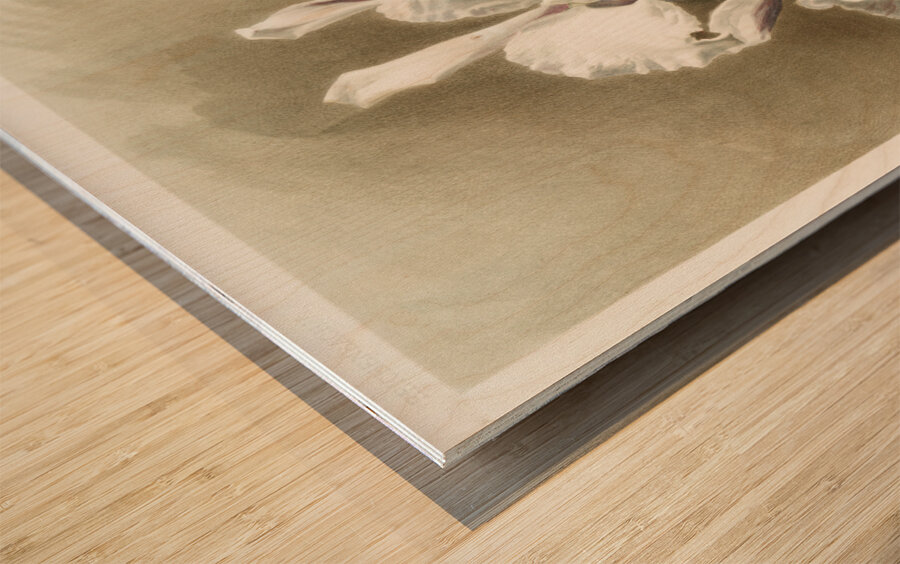 Lælio-cattleya elegans var blenheimensis from Reichenbachia Orchids 1888-1894 illustrated by Frederick Sander 1847-1920.  Wood print