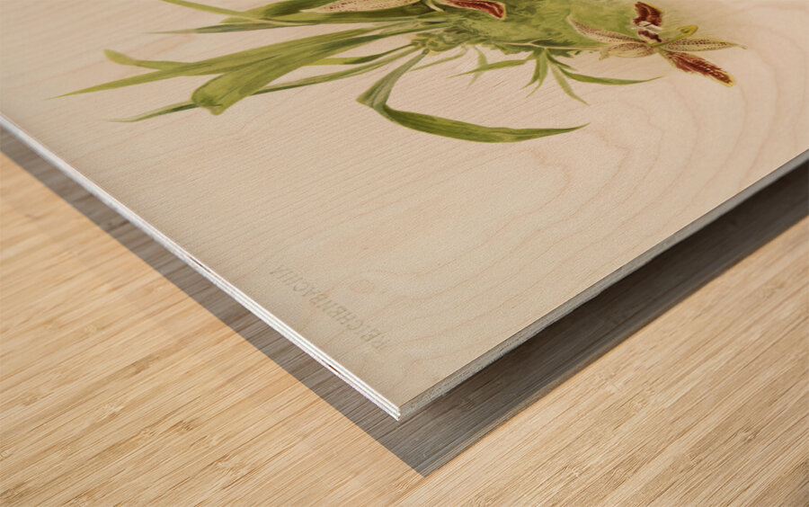 Paphinia rugosa Zygopetalum xanthinum from Reichenbachia Orchids 1888-1894 illustrated by Frederick Sander 1847-1920.  Wood print