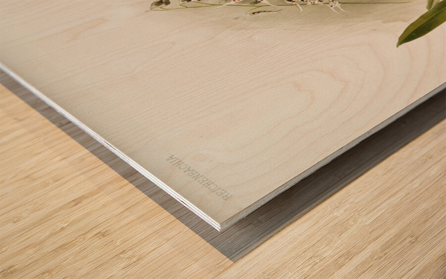 Odontoglossum nævium from Reichenbachia Orchids 1888-1894 illustrated by Frederick Sander 1847-1920.  Wood print