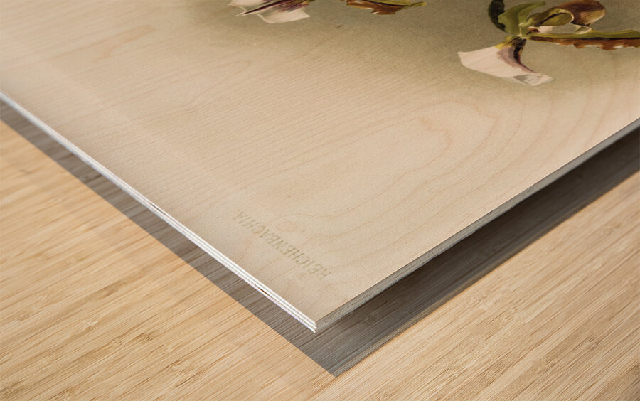 Cypripedium lathamianum inversum from Reichenbachia Orchids 1888-1894 illustrated by Frederick Sander 1847-1920.  Wood print