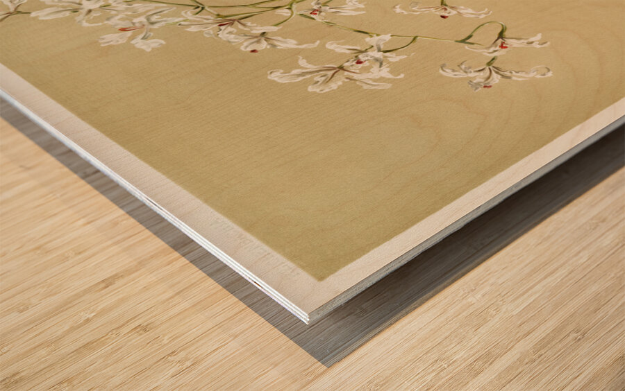 Odontoglossum ramosissimum from Reichenbachia Orchids 1888-1894 illustrated by Frederick Sander 1847-1920.  Wood print