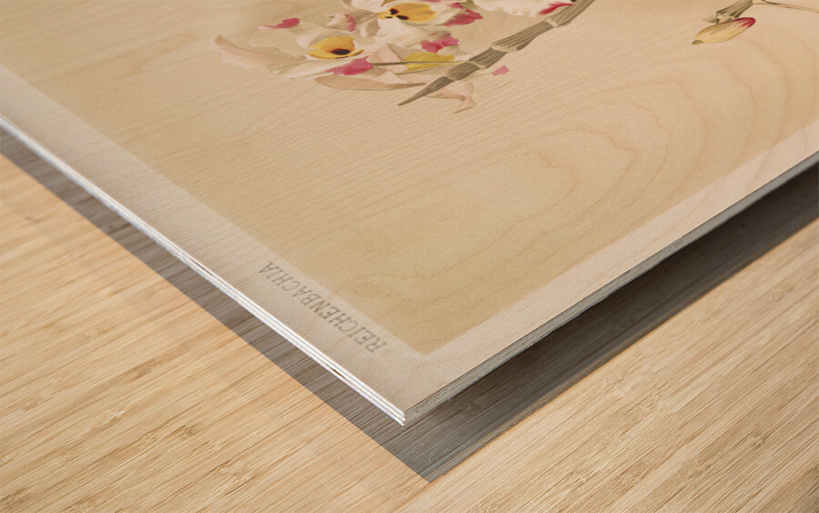 Dendrobium wardianum from Reichenbachia Orchids 1888-1894 illustrated by Frederick Sander 1847-1920.  Wood print