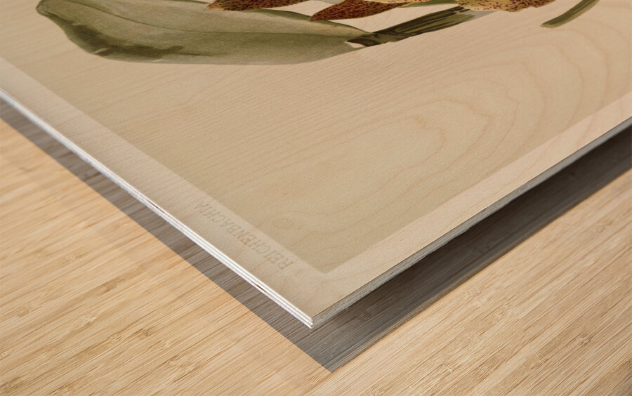 Cattleya granulosa var schofieldiana from Reichenbachia Orchids 1888-1894 illustrated by Frederick Sander 1847-1920.  Wood print