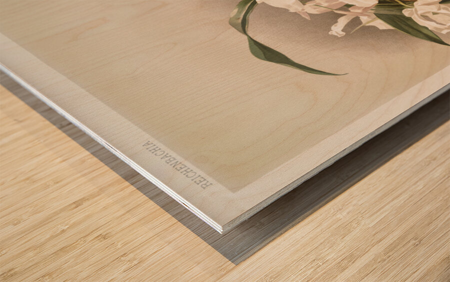 Coelogyne cristata maxima from Reichenbachia Orchids 1888-1894 illustrated by Frederick Sander 1847-1920.  Wood print