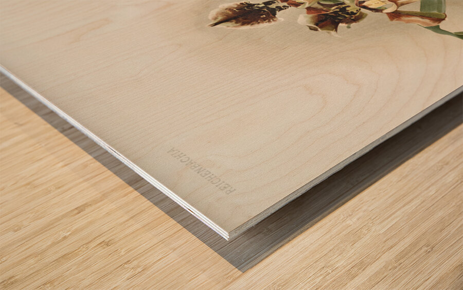 Coelogyne cristata maxima from Reichenbachia Orchids 1888-1894 illustrated by Frederick Sander 1847-1920.  Wood print