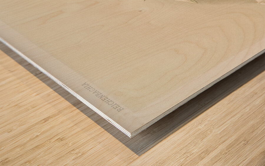 Lycaste skinnerii armeniaca from Reichenbachia Orchids 1888-1894 illustrated by Frederick Sander 1847-1920.  Wood print