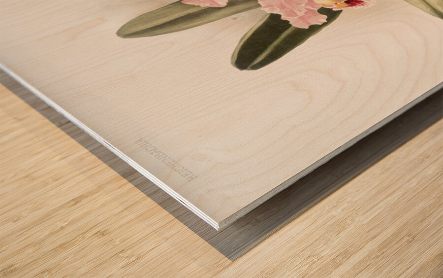 Cattleya Percivaliana from Reichenbachia Orchids 1888-1894 by Frederick Sander 1847-1920.  Wood print