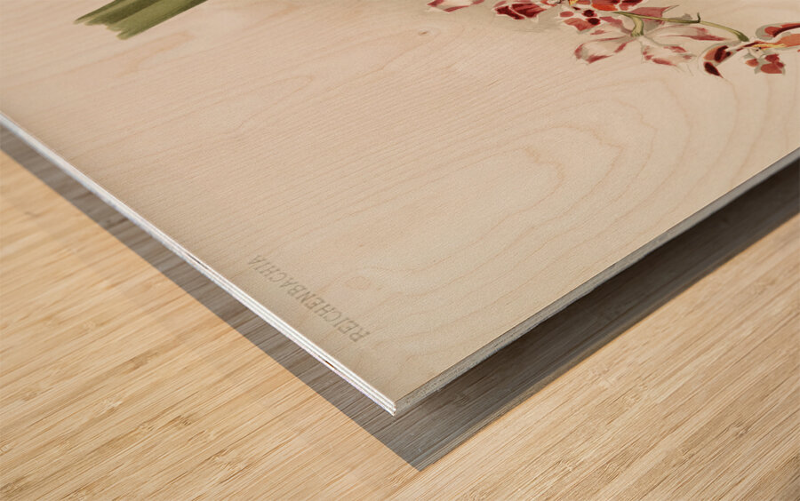 Odontoglossum hybridum leroyanum from Reichenbachia Orchids 1888-1894 illustrated by Frederick Sander 1847-1920.  Wood print