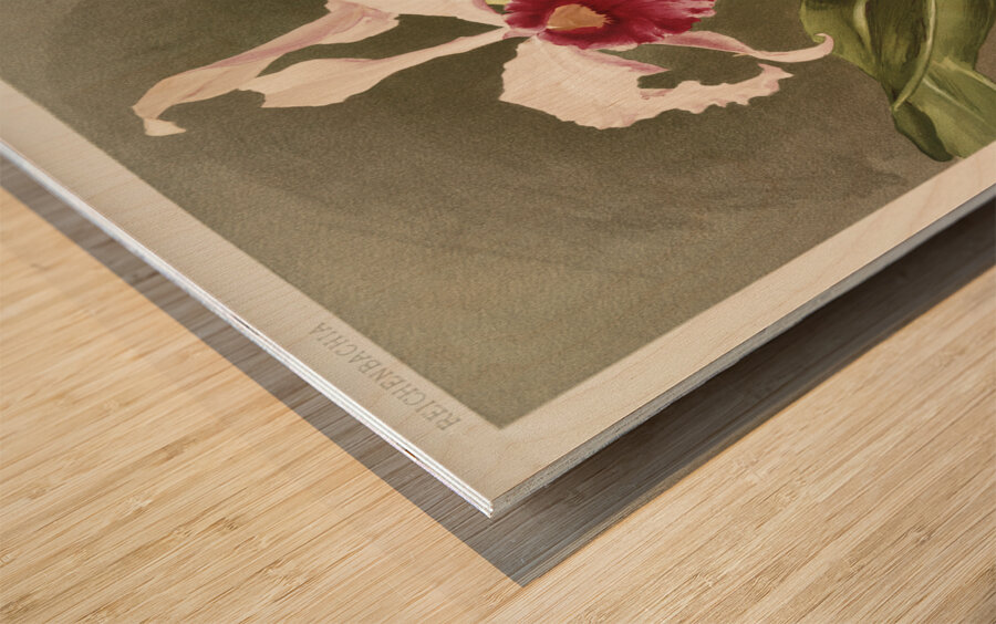 Cattleya hybrida arnoldiana from Reichenbachia Orchids 1888-1894 illustrated by Frederick Sander 1847-1920.  Wood print