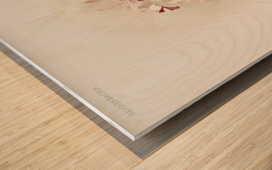 Cattleya amethystoglossa from Reichenbachia Orchids 1888-1894 illustrated by Frederick Sander 1847-1920.  Wood print