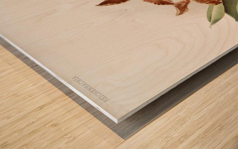 Odontoglossum insleayi splendens from Reichenbachia Orchids 1888-1894 illustrated by Frederick Sander 1847-1920.  Wood print