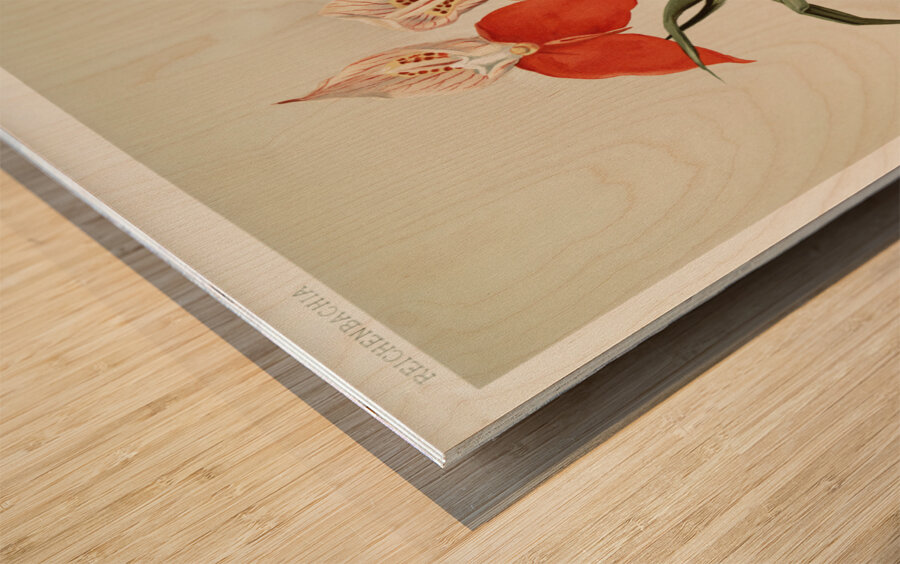 Disa grandiflora from Reichenbachia Orchids 1888-1894 illustrated by Frederick Sander 1847-1920.  Wood print