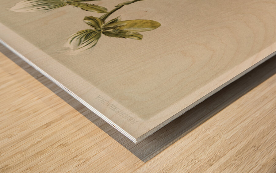 Cypripedium lawrenceanum hyeanum from Reichenbachia Orchids 1888-1894 illustrated by Frederick Sander 1847-1920.  Wood print