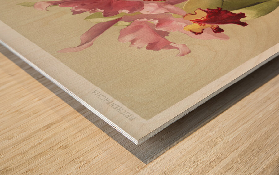 Cattleya hybrida hardyana from Reichenbachia Orchids 1888-1894 illustrated by Frederick Sander 1847-1920.  Wood print