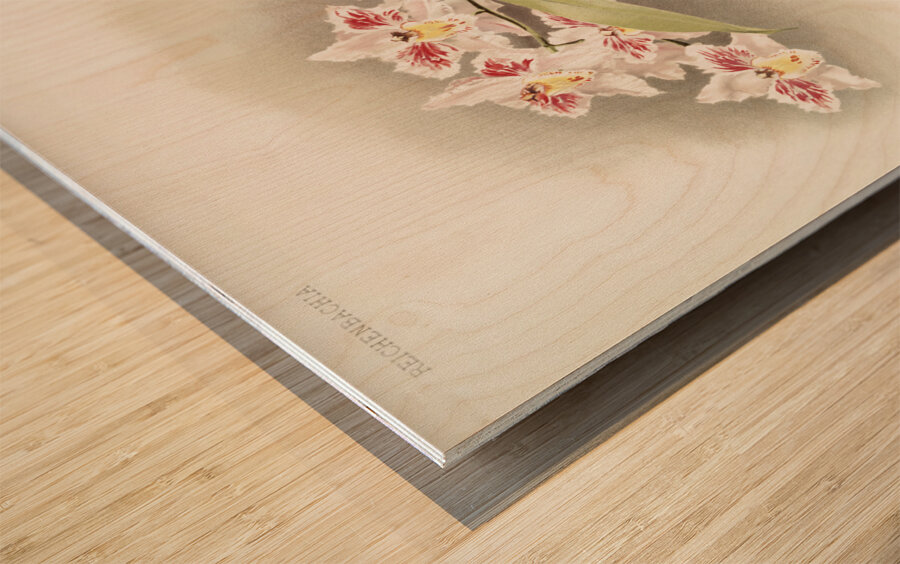 Odontoglossum crispum Kinlesideanum from Reichenbachia Orchids 1888-1894 illustrated by Frederick Sander 1847-1920.  Wood print