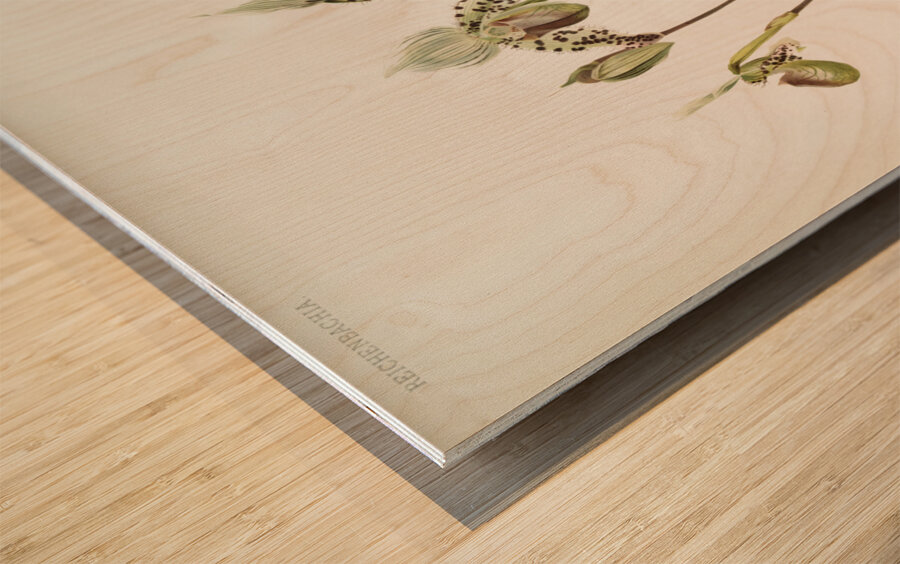 Cypripedium argus from Reichenbachia Orchids 1888-1894 illustrated by Frederick Sander 1847-1920.  Wood print