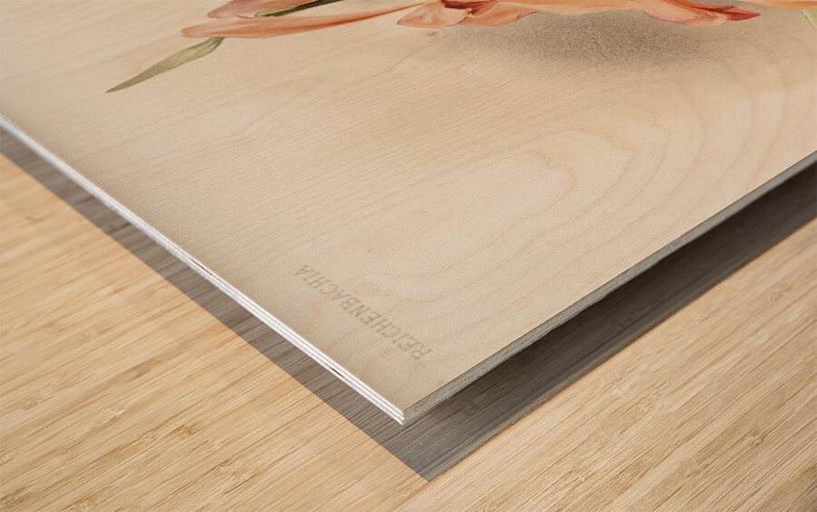 Lælia grandis from Reichenbachia Orchids 1888-1894 illustrated by Frederick Sander 1847-1920.  Wood print