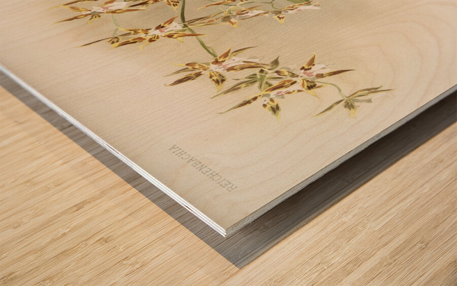 Odontoglossum sanderianum from Reichenbachia Orchids 1888-1894 illustrated by Frederick Sander 1847-1920.  Wood print