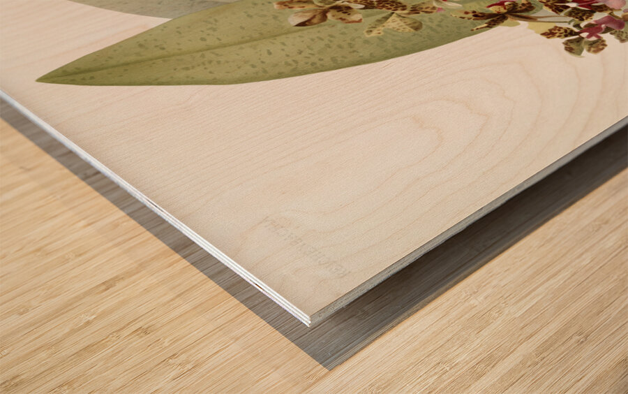 Oncidium lanceanum from Reichenbachia Orchids 1888-1894 illustrated by Frederick Sander 1847-1920.  Wood print