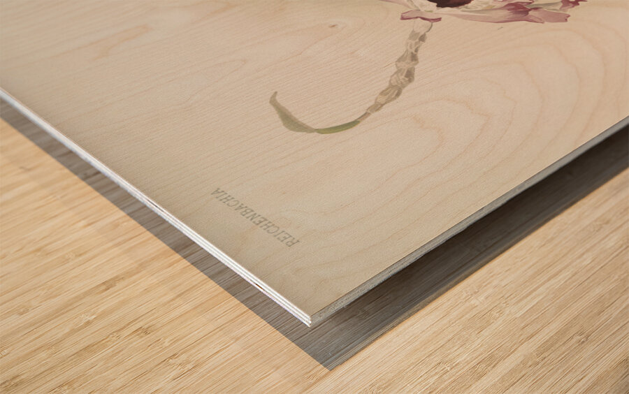 Dendrobium hybridum venus Dendrobium hybridum cassiope from Reichenbachia Orchids 1888-1894 illustrated by Frederick Sander 1847-1920.  Wood print