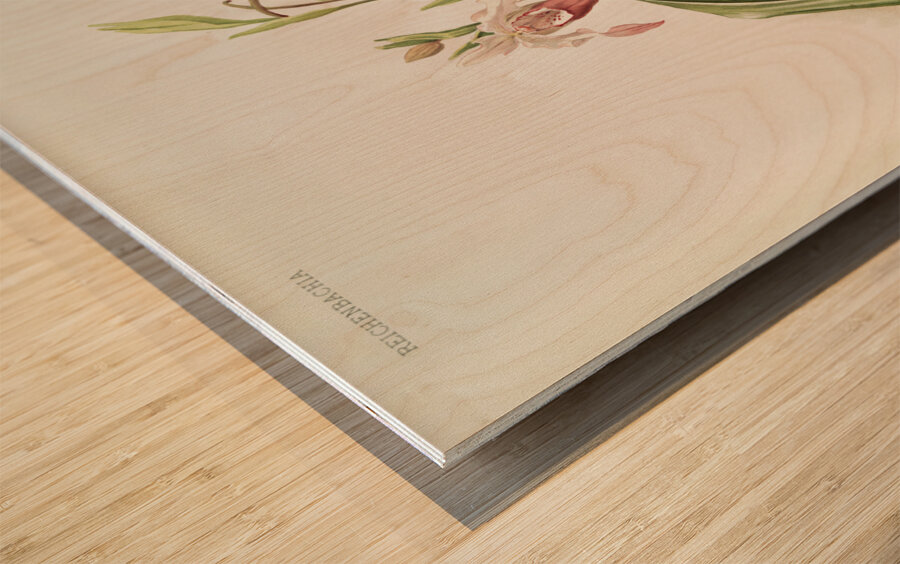 Selenipedium hybridum weidlichianum from Reichenbachia Orchids 1888-1894 illustrated by Frederick Sander 1847-1920.  Wood print