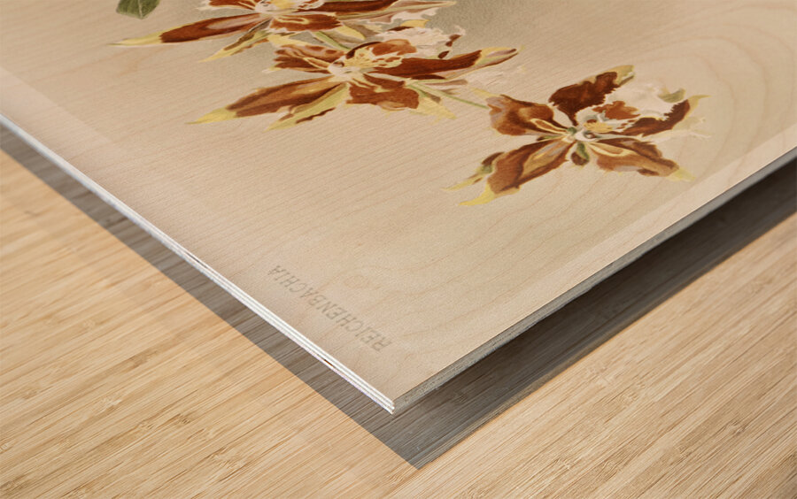 Odontoglossum luteo-purpureum from Reichenbachia Orchids 1888-1894 illustrated by Frederick Sander 1847-1920.  Wood print