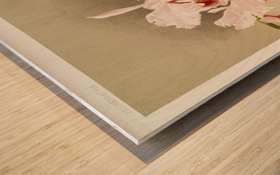 Cattleya labiata var luedemanniana from Reichenbachia Orchids 1888-1894 illustrated by Frederick Sander 1847-1920.  Wood print