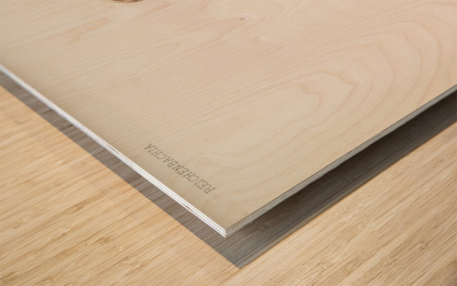 Cypripedium selligerum majus from Reichenbachia Orchids 1888-1894 illustrated by Frederick Sander 1847-1920.  Wood print