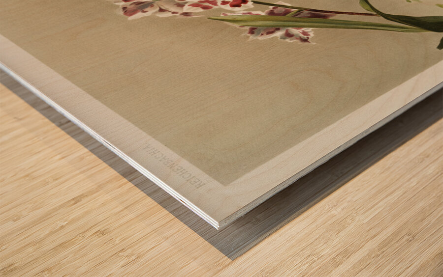 Odontoglossum crispum mundyanum from Reichenbachia Orchids 1888-1894 illustrated by Frederick Sander 1847-1920.  Wood print