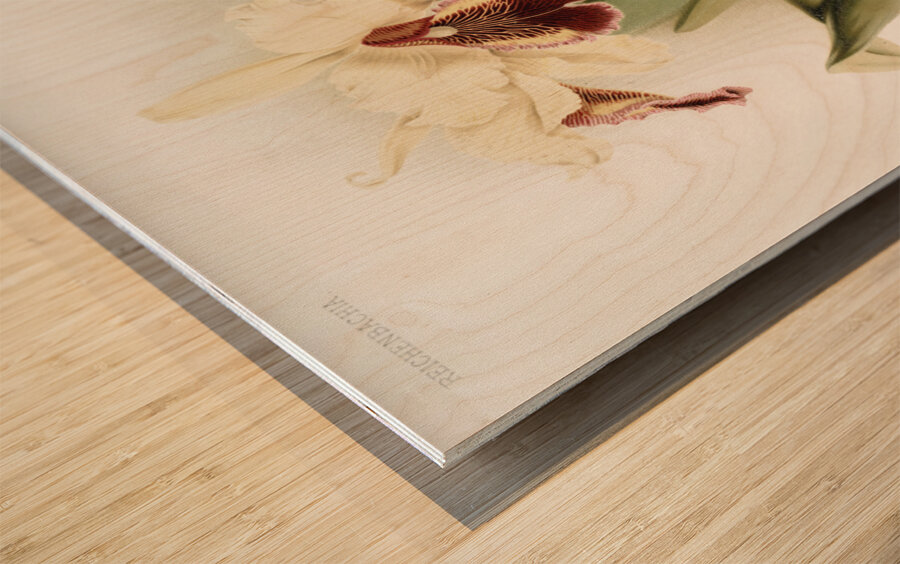 Cattleya dowiana aurea from Reichenbachia Orchids 1888-1894 by Frederick Sander 1847-1920.  Wood print