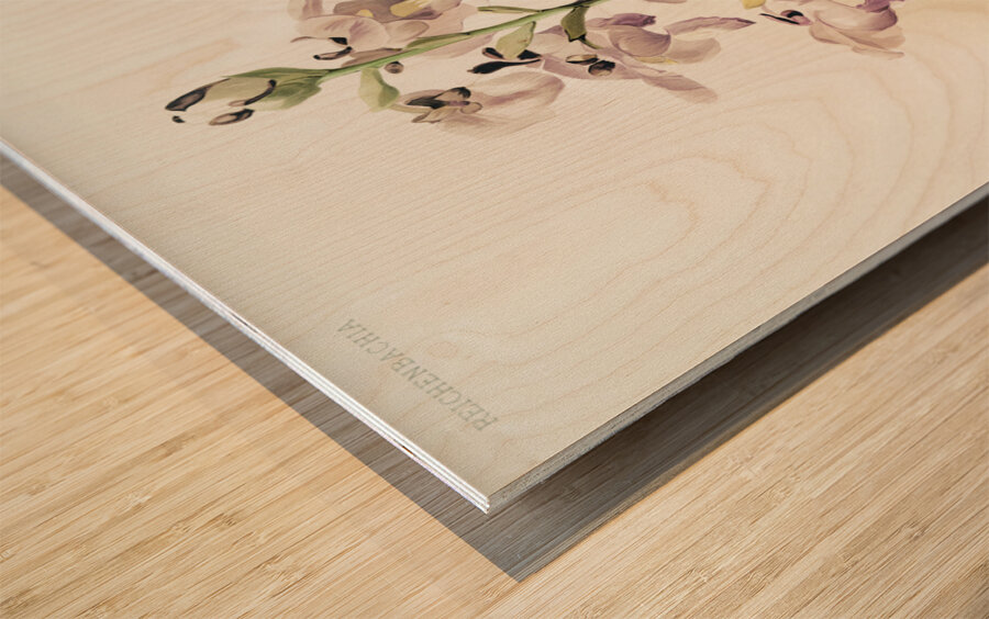 Lissochilus giganteus from Reichenbachia Orchids 1888-1894 illustrated by Frederick Sander 1847-1920.  Wood print