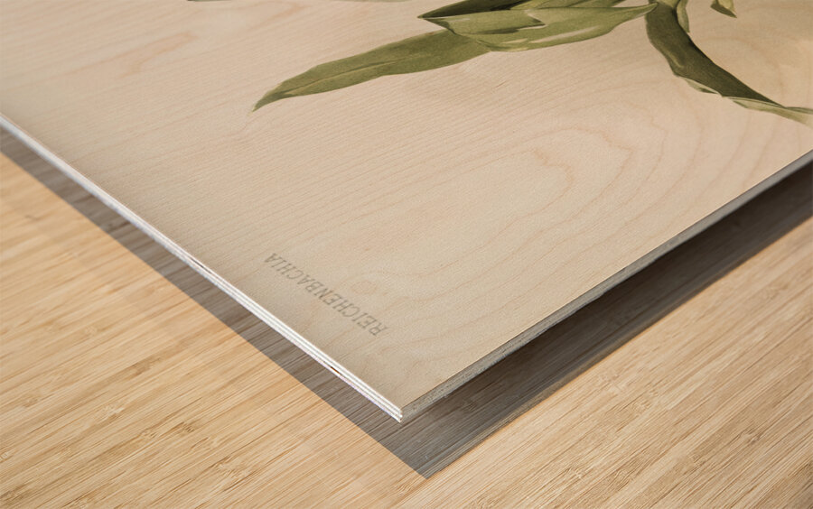 Zygopetalum klabochorum from Reichenbachia Orchids 1888-1894 illustrated by Frederick Sander 1847-1920.  Wood print