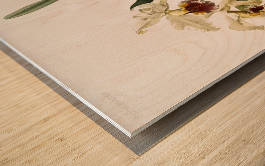 Cattleya rex from Reichenbachia Orchids 1888-1894 illustrated by Frederick Sander 1847-1920.  Wood print