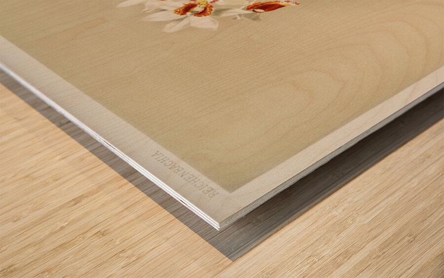 Phaius tuberculosus from Reichenbachia Orchids 1888-1894 illustrated by Frederick Sander 1847-1920.  Wood print