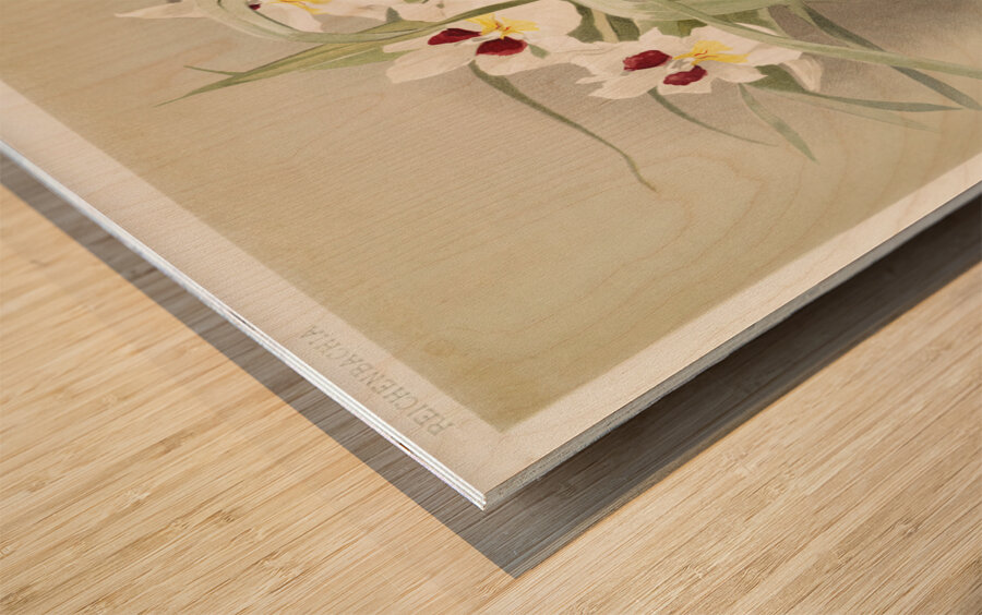 Odontoglossum roezlii from Reichenbachia Orchids 1888-1894 illustrated by Frederick Sander 1847-1920.  Wood print