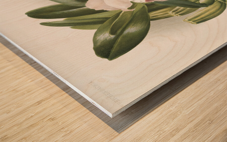 Cypripedium lemoinierianum from Reichenbachia Orchids 1888-1894 illustrated by Frederick Sander 1847-1920.  Wood print