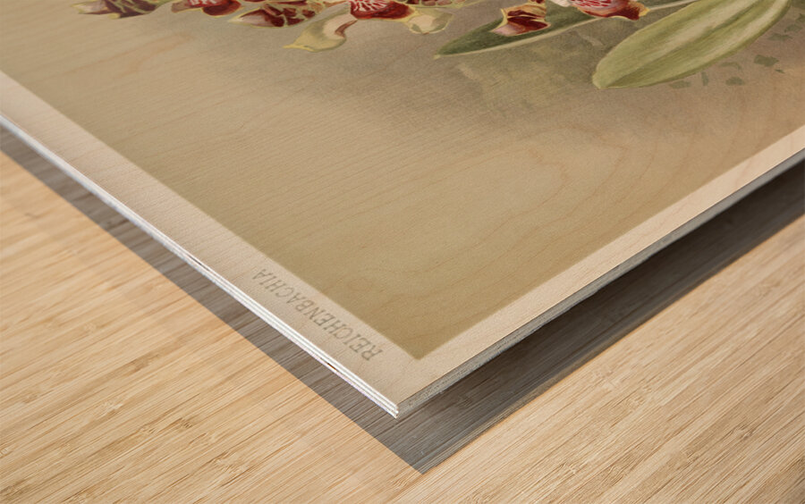 Odontoglossum harryanum from Reichenbachia Orchids 1888-1894 illustrated by Frederick Sander 1847-1920.  Wood print