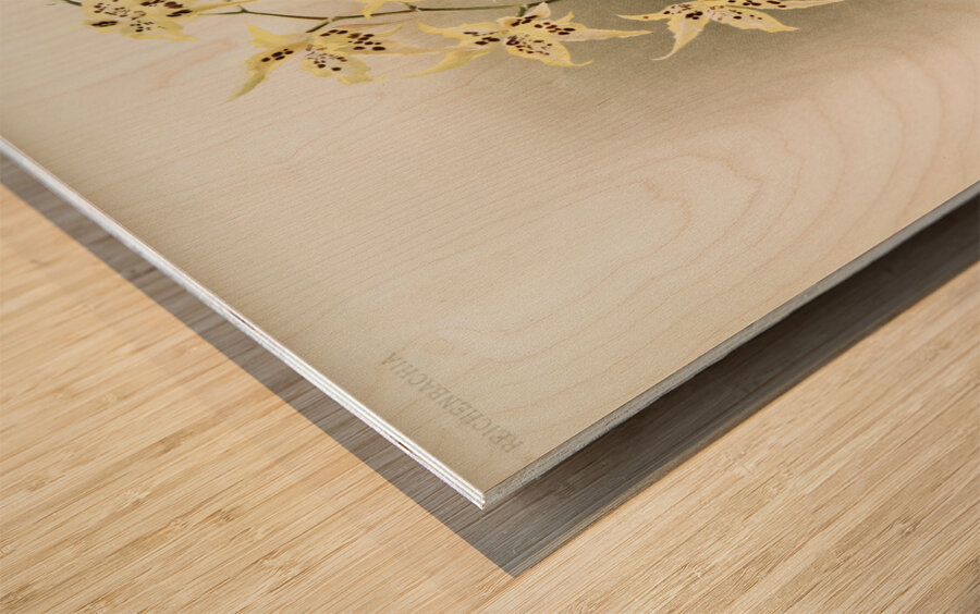 Odontoglossum hebraicum aspersum from Reichenbachia Orchids 1888-1894 illustrated by Frederick Sander 1847-1920.  Wood print