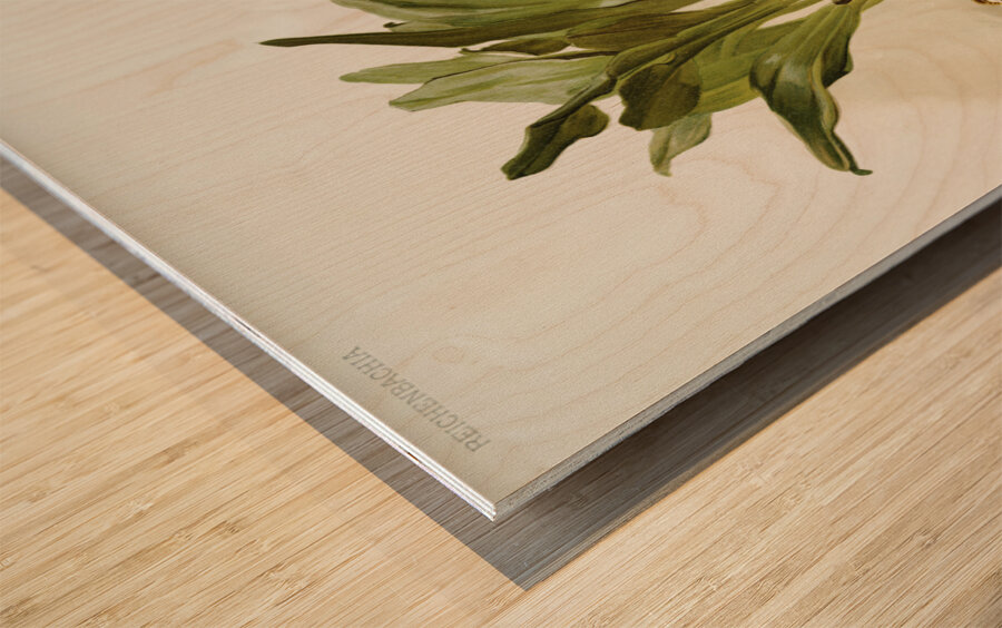 Masdevallia chimæra var mooreana from Reichenbachia Orchids 1888-1894 illustrated by Frederick Sander 1847-1920.  Wood print