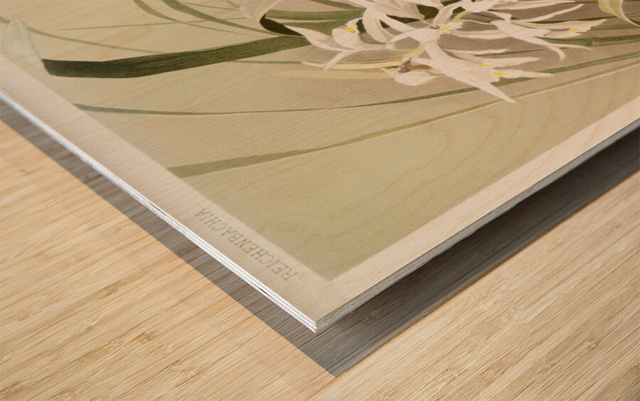 Cymbidium mastersi from Reichenbachia Orchids 1888-1894 illustrated by Frederick Sander 1847-1920.  Wood print