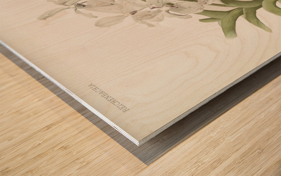 Vanda ccerulea from Reichenbachia Orchids 1888-1894 illustrated by Frederick Sander 1847-1920.  Wood print