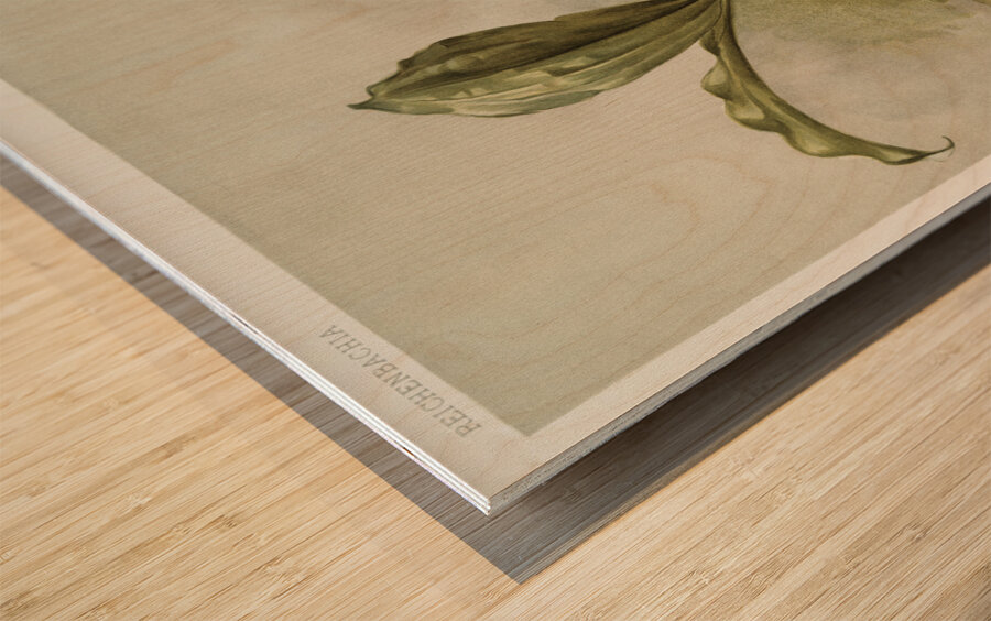 Swains Coelogyne Coelogyne swaniana from Reichenbachia Orchids 1888-1894 illustrated by Frederick Sander 1847-1920.  Wood print