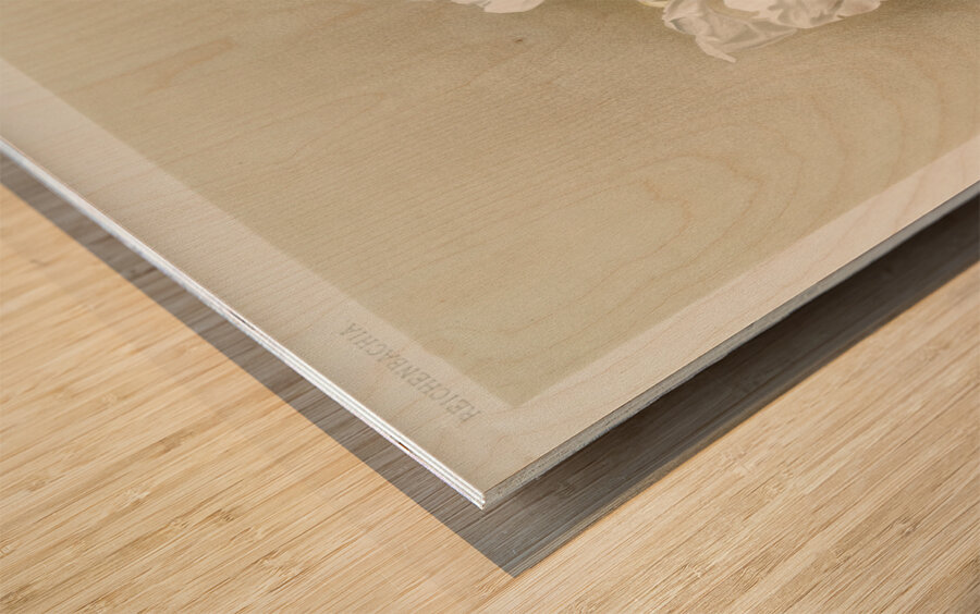 Dendrobium formosum from Reichenbachia Orchids 1888-1894 illustrated by Frederick Sander 1847-1920.  Wood print