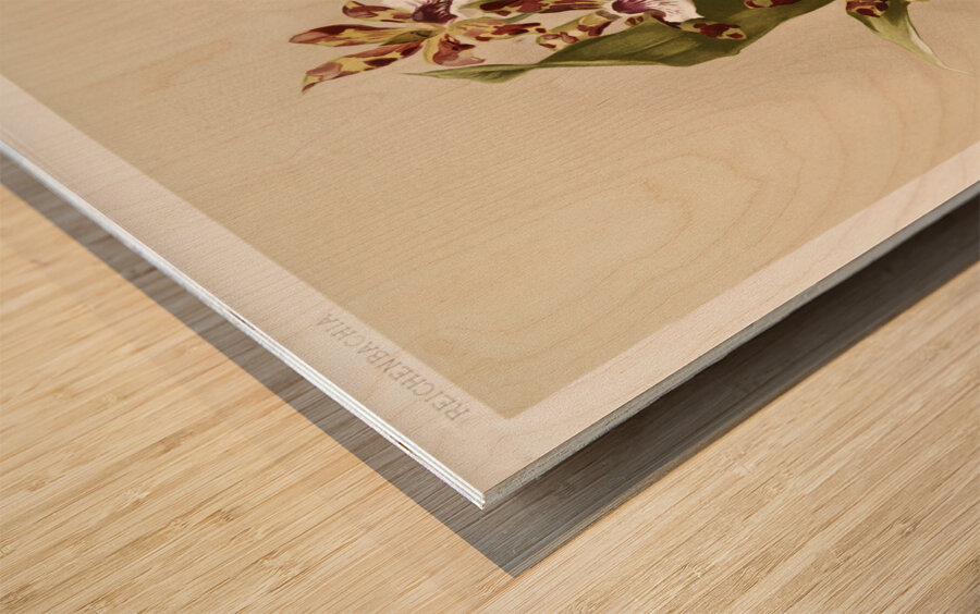 Zygopetalum crinitum from Reichenbachia Orchids 1888-1894 illustrated by Frederick Sander 1847-1920.  Impression sur bois