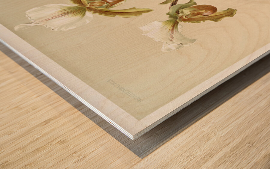 Cypripedium leeanum var giganteum from Reichenbachia Orchids 1888-1894 illustrated by Frederick Sander 1847-1920.  Wood print