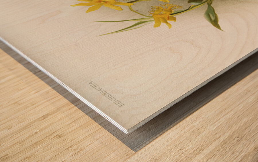 Dendrobium brymerianum from Reichenbachia Orchids 1888-1894 illustrated by Frederick Sander 1847-1920.  Wood print