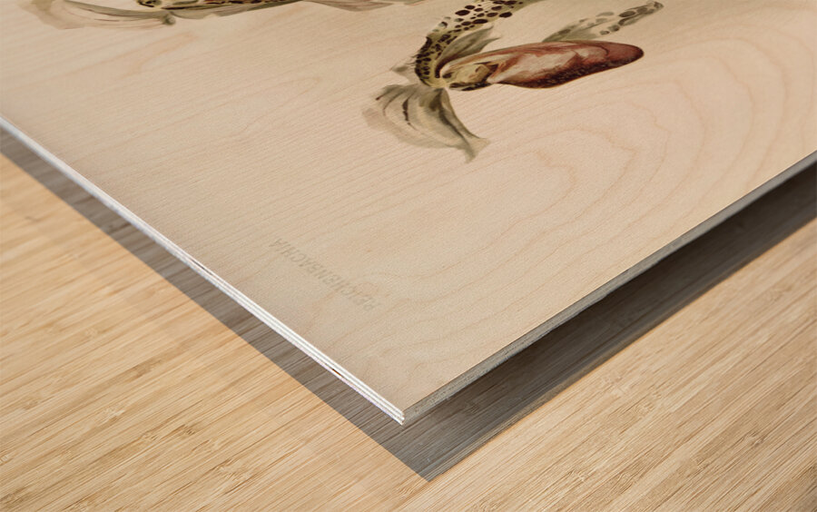 Dendrobium brymerianum from Reichenbachia Orchids 1888-1894 illustrated by Frederick Sander 1847-1920.  Wood print